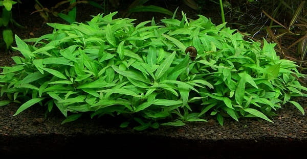 Staurogyne repens koszyk xxl roślina do akwarium